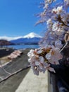 Pink cherry blossom twig and the Mt. Fuji