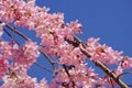 Pink cherry blossom up close over a bright blue sky