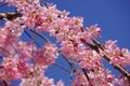 Pink cherry blossom up close over a bright blue sky