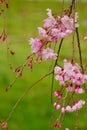 Pink cherry blossom up close over a green background