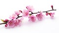 Pink cherry blossom on white background, isolated Sakura tree branch