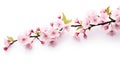 Pink cherry blossom on white background, isolated Sakura tree branch