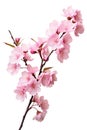 Pink cherry blossom on white background, isolated Sakura tree branch