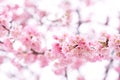 Pink cherry blossomCherry blossom, Japanese flowering cherry on the Sakura tree. Sakura flowers are representative of Japanese f Royalty Free Stock Photo