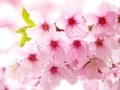 Pink cherry blossoms