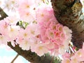 Pink Cherry Blossoms Royalty Free Stock Photo