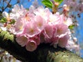 Pink Cherry Blossoms Royalty Free Stock Photo