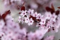 Pink cherry blossoms Royalty Free Stock Photo