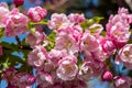 Pink cherry blossoms against blue sky. Beautiful sakura flowers. Spring season in the park. Nature floral background Royalty Free Stock Photo