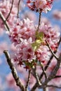 Pink cherry blossoms against blue sky Royalty Free Stock Photo