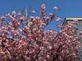 Pink cherry blossoms against blue sky Royalty Free Stock Photo