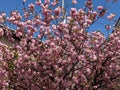 Pink cherry blossoms against blue sky close up Royalty Free Stock Photo