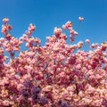 Pink cherry blossoms against blue sky. Stockport, UK Royalty Free Stock Photo