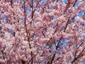 Pink Cherry Blossoms against blue sky Royalty Free Stock Photo