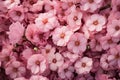 Pink cherry blossoms background. Cherry blossom background. Cherry blossom background, Beautiful Pink flowers background, AI Royalty Free Stock Photo