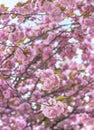 Pink cherry blossoms balls flowers Asukayama park in the Kita di Royalty Free Stock Photo