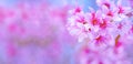 Pink cherry blossoms are beautiful.Sakura is a summer flower. Is a flower in Japan Have a lovely pink color. copy space pink