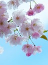 Pink cherry blossoms