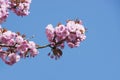 Pink Cherry Blossoms Royalty Free Stock Photo