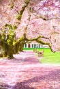 Pink cherry blossoms blooming at sunny empty park, sakura trees Royalty Free Stock Photo