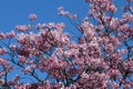 Pink cherry blossoms and blue sky at Chidorigafuchi Moat in Tokyo, Japan