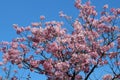 Pink cherry blossoms and blue sky at Chidorigafuchi Moat in Tokyo, Japan