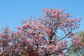 Pink cherry blossoms and blue sky at Chidorigafuchi Moat in Tokyo, Japan