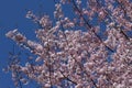 Pink cherry blossoms and blue sky at Chidorigafuchi Moat in Tokyo, Japan