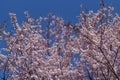 Pink cherry blossoms and blue sky at Chidorigafuchi Moat in Tokyo, Japan