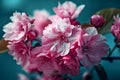 Pink cherry blossoms on a branch. Delicate Macro shot of almond blossom or sakura close up. Spring flowers of cherries