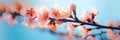 Pink cherry blossoms on a branch. Delicate Macro shot of almond blossom or sakura close up. Spring flowers of cherries