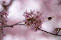 Pink cherry blossoms and a cute flying bee Royalty Free Stock Photo