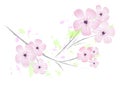 Pink cherry blossoms - flower design