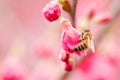 Pink cherry blossoms flower with honey bee. nature, spring, color, spring Royalty Free Stock Photo