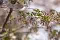 Pink cherry blossoms in full bloom against a blue sky Royalty Free Stock Photo