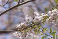 Pink cherry blossoms in full bloom against a blue sky Royalty Free Stock Photo