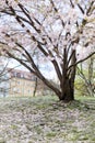 Pink cherry blossoms in full bloom against a blue sky Royalty Free Stock Photo