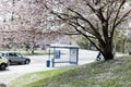 Pink cherry blossoms in full bloom against a blue sky Royalty Free Stock Photo