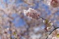 Pink cherry blossoms in full bloom against a blue sky Royalty Free Stock Photo