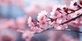 Pink cherry blossoms in full bloom against a soft blue sky Royalty Free Stock Photo