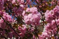 Pink Cherry Blossoms Galore Royalty Free Stock Photo