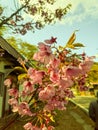The pink cherry blossoms growing by the roadside are blooming Royalty Free Stock Photo