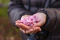 Pink Cherry blossoms in hands, focus on middle with shallow dept Royalty Free Stock Photo