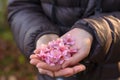 Pink Cherry blossoms in hands, focus on middle with shallow dept Royalty Free Stock Photo