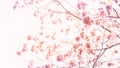 Whispers of Spring: Pink Cherry Blossoms in Serene Isolation on a White Nature Background