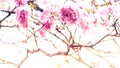 Ethereal Beauty: Pink Cherry Blossoms Blooming on a White Nature Background