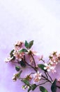 Pink cherry blossoms on a light lilac background. Festive flower arrangement. Royalty Free Stock Photo