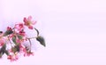 Pink cherry blossoms on a light pink background. Spring flower arrangement. Royalty Free Stock Photo