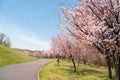Pink cherry blossoms road at Asahiyama Memorial Park in Sapporo, Hokkaido, Japan