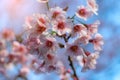 Pink cherry blossoms on the sakura tree in winter on sunrise for background. Seletive focal